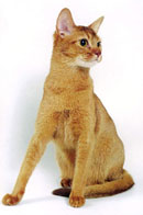 абиссинская кошка - Айрис