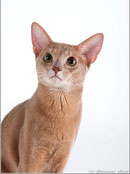 Abyssinian cat - Sting